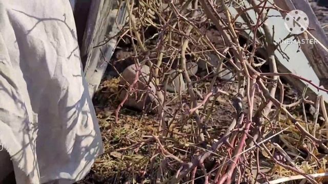 Пришло время ОКТРЫВАТЬ РОЗЫ в Хакасии, снимаем укрытия, советы Надежды и Ани смотреть онлайн