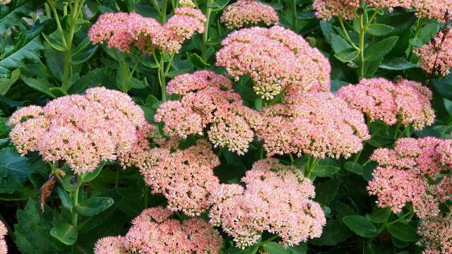 Relax Musik. Медитация . Малыш уснет за 2 минуты . Исцеление сном . смотреть онлайн