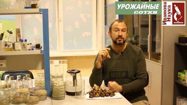 Подружись с топинамбуром и сохрани ЗДОРОВЬЕ!
