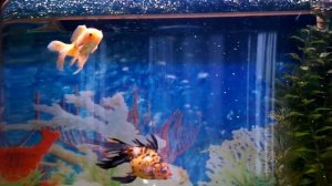 Аквариум с золотыми рыбками FISH@ Princes 100