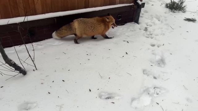 Алиса - лиса. Ледяной наст смотреть онлайн