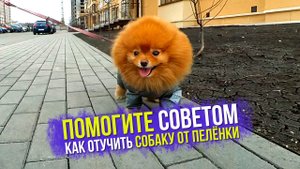 Как отучить собаку от пеленки? Чтобы собака ходила в туалет на улице