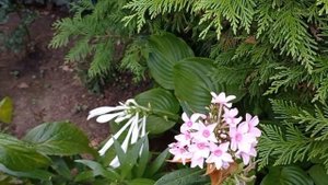 Обзор сада в августе, большая прогулка по саду