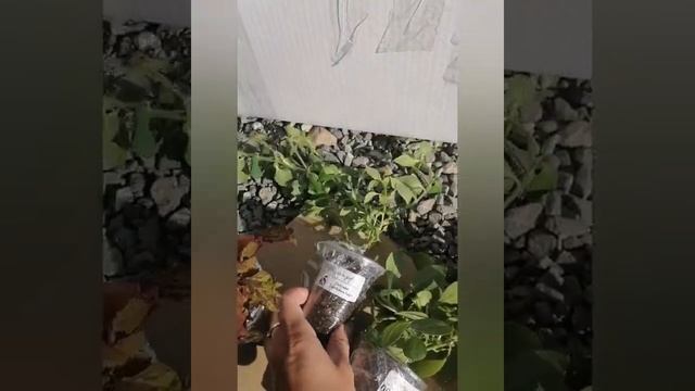 Посылка с цветами из Челябинска. Вегетативная петуния и фуксия смотреть онлайн