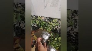 Посылка с цветами из Челябинска. Вегетативная петуния и фуксия