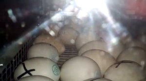 Итоги Совместной Инкубации Индюшиных и Утиных Яиц в инкубаторе АИ 264. Индюки + Муларды