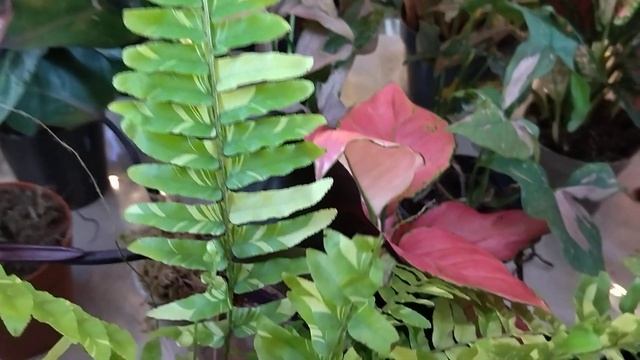 Вау, какие цветы! самые необычные и экзотические комнатные растения . смотреть онлайн