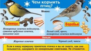 урок 168 Чем питаются птицы и звери