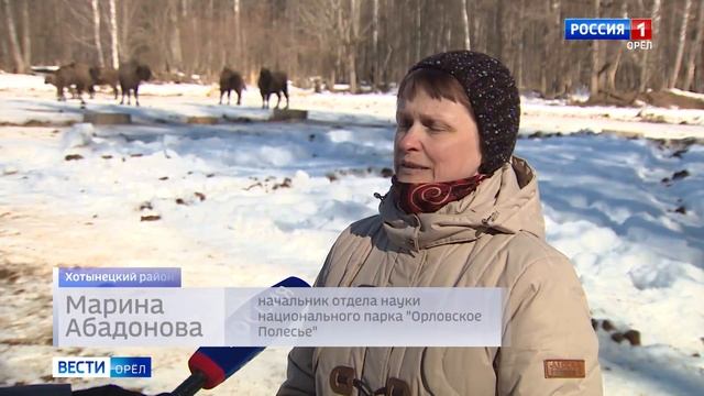 В «Орловском полесье» можно понаблюдать за трапезой зубров