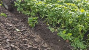 Заделываем сидераты при помощи мотоблока с плугом.