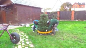 Пересадка пихты.