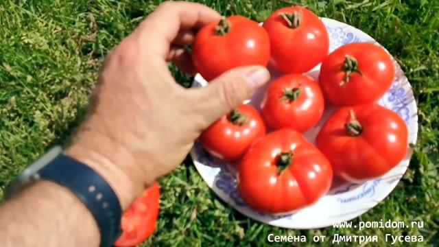 ?Помидоры Пламя Арарата — Ararat Flame, Супер-новинка 2021 в Красной Комнате Помидома смотреть онлайн