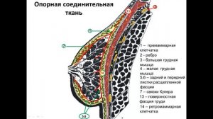 Ультразвуковая анатомия молочных желез