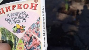Посев астры в конце мая