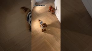 Жидковский едет в гости с собаками #dogs #meme #beauty