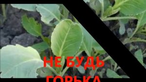 ЧТО НУЖНО ГОВОРИТЬ ПРИ ПОСАДКЕ КАПУСТЫ