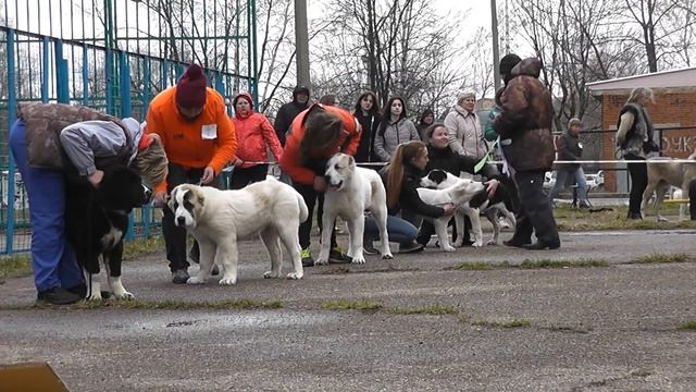 Выставка среднеазиатских овчарок ранга ПК, г. Дмитров (25.04.2015 г.) смотреть онлайн