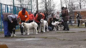 Выставка среднеазиатских овчарок ранга ПК, г. Дмитров (25.04.2015 г.)