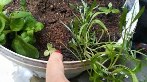 Композиция из цветов в ведрах!