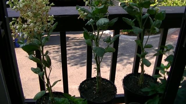 Learning how to make tobacco. Color curing my tobacco so I can ferment it. смотреть онлайн
