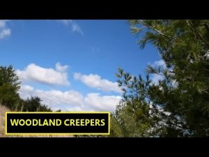 “Woodland Creepers” | Paranormal Stories