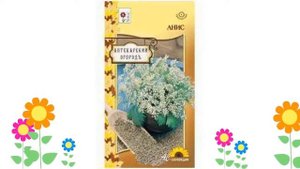 Анис . Краткий обзор: Анис описание характеристик, где купить семена