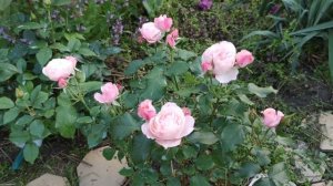 Обзор флорибунды Dolcezza , оригинатор - Barni, Италия, 2010.