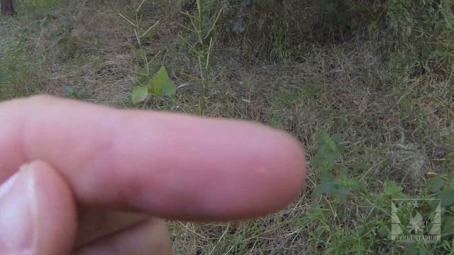 Съедобные растения. Вяз