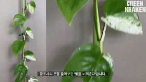 Sub) 이것을 모르면 몬스테라 알보를 망칩니다. 희귀식물 키울때 반드시 알아야할 광조사 무늬유도 어렵지 않아요!