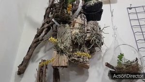 Орхидеи Chiloschista Зимой-Уход и Цветение?