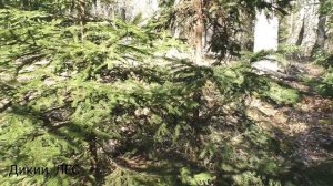 Самый удачный поиск рог в этом году