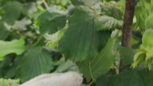 ФУНДУК.ТРАПЕЗУНД.РАСТЁТ ИЛИ НЕ РАСТЁТ? РАСТЁТ!!!!!!!