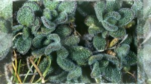 Арабис (Arabis)