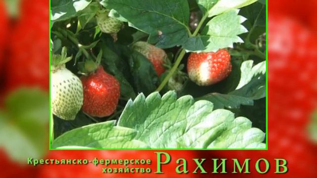 Крестьянско-фермерское хозяйство "Рахимов"