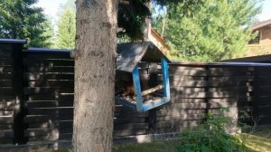Отличная подкормка для малины в период цветения!