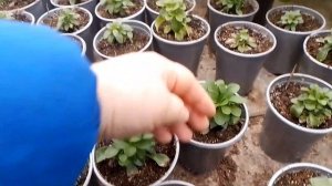 Елена - Цветочный Мир, принимаю эстафету от Галины  Гуськовой.