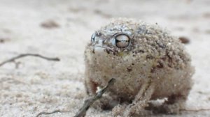 Лягушка мяукает - Worlds Cutest Frog   Desert Rain Frog