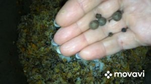 Грибная икра из ножек опят. Попробуйте! Это очень вкусно!