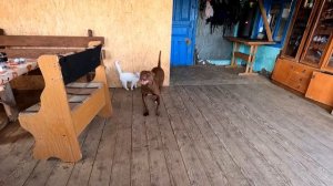 ПИТБУЛЬ КИНУЛСЯ НА ХОЗЯИНА ЗАЩИЩАЯ САМКУ !! Кими укусил ШЕРШЕНЬ. Волки Аяврик и Луна против питбуле