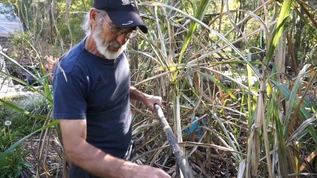 🌾 Learn How to Grow Sugar Cane in Your Backyard for a Fun Family Adventure! 🌱🌞
