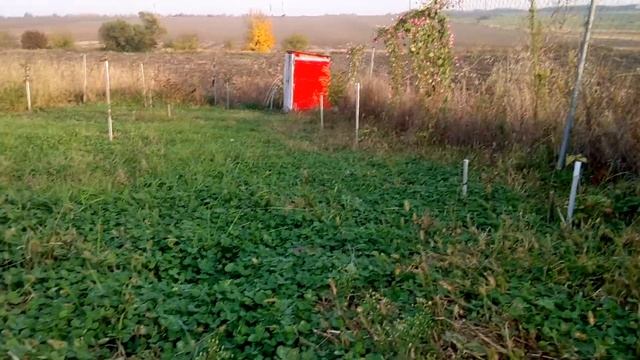 Альтернативный газон(Клевер) смотреть онлайн