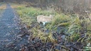 Питомник Фом Хаус Вольфсхунд ?Haus-wolfshund.ru ?@haus_wolfshund ?Щенки Вельш Корги Пемброк