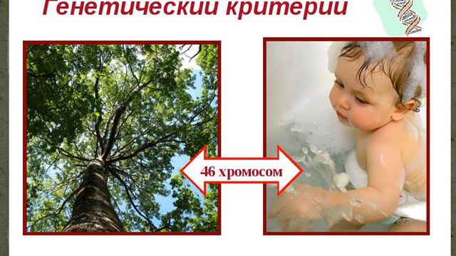 Вид и его критерии смотреть онлайн