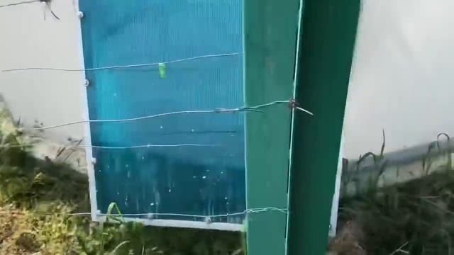 Французский бульдог Марсик и ящерицы смотреть онлайн