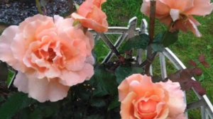 Розы Джаст Джой и Юбилей принца Монако из питомника " Королева роза."