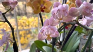 ??? Мои новинки Бабочки Phal. Golden Brick peloric и Phal. Orange ( Oriental) peloric ???