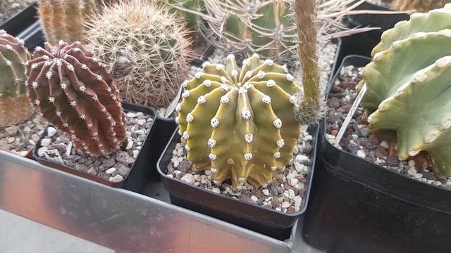 2020.150..Цветение кактусов.cacteen fowering. смотреть онлайн