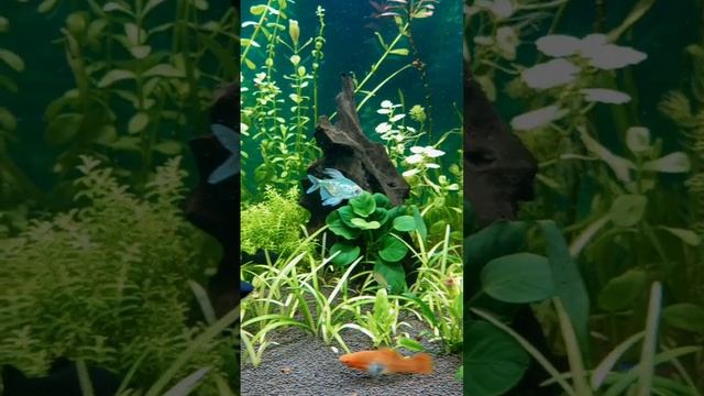 Бриллиантовые тетры красивые рыбки #аквариумистика #aquarium #аквариумныерыбки #aquascape #аквариум