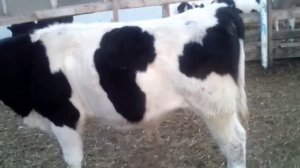 Лузга подсолнечника при откорме.