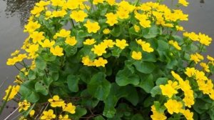 Апрельские ПЕРВОЦВЕТЫ